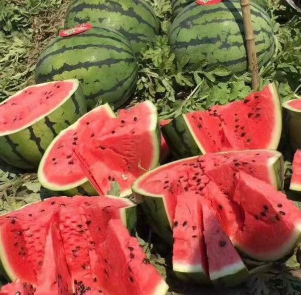 實(shí)驗(yàn)室場(chǎng)景：科研人員使用阿貝折光儀測(cè)量甜王西瓜汁液糖度，屏幕上清晰顯示讀數(shù)14.2°Brix，旁置標(biāo)準(zhǔn)比色卡與電子天平