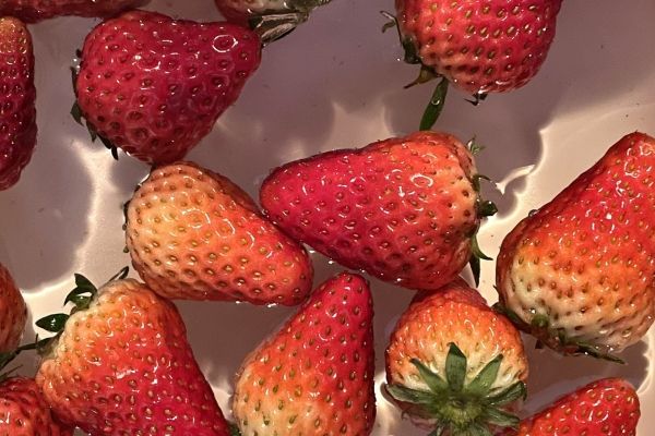 草莓有什么营养和作用