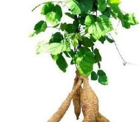 柚子能够降血糖,到底怎么回事?专家告诉你