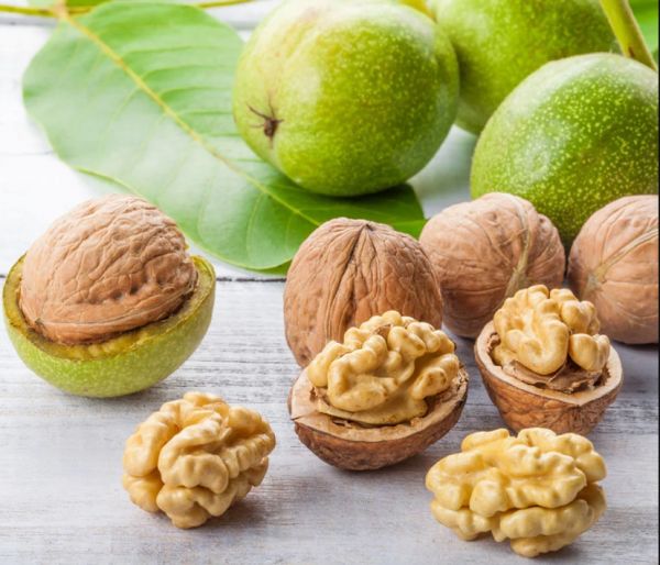 核桃分心木实物图