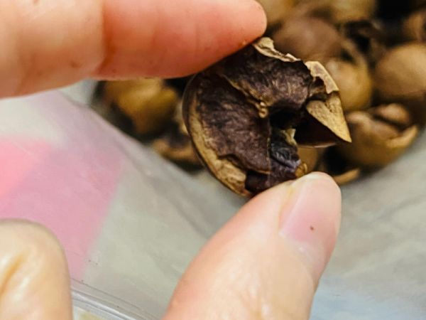 純奶手撕吐司的做法 步驟1