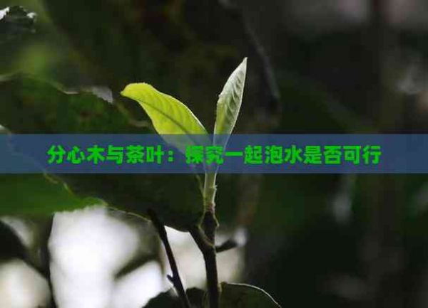 分心木与茶叶：探究一起泡水是否可行