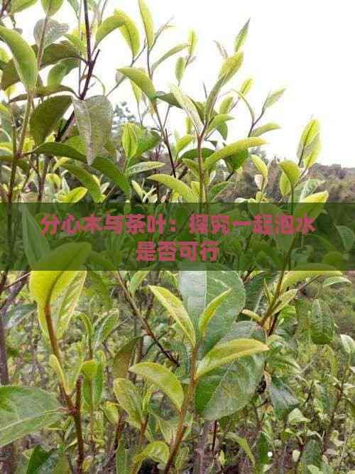 分心木与茶叶：探究一起泡水是否可行
