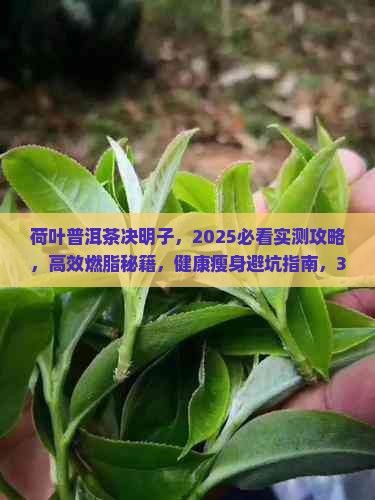 荷叶普洱茶决明子