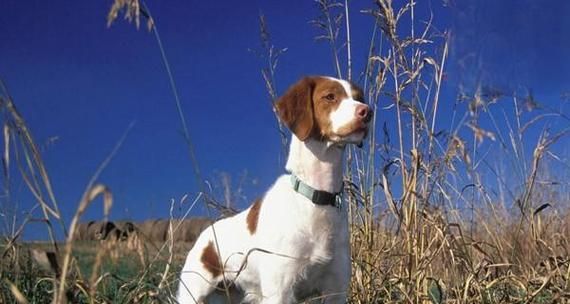 掌握科学的饮水方法让爱犬健康快乐（掌握科学的饮水方法让爱犬健康快乐）