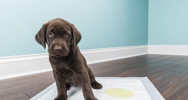 掌握科学的饮水方法让爱犬健康快乐（掌握科学的饮水方法让爱犬健康快乐）