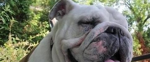 掌握科学的饮水方法让爱犬健康快乐（掌握科学的饮水方法让爱犬健康快乐）