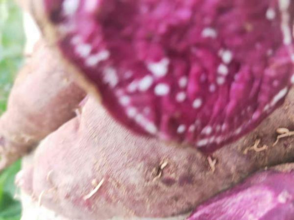 红薯横切面特写：展示红心蜜薯细腻橙红色薯肉与均匀分布的淀粉颗粒