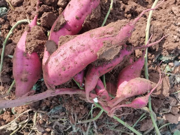 农民在田间采收新鲜红心蜜薯：湿润泥土包裹带须块根，阳光下泛着琥珀光泽