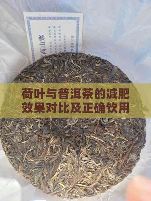 荷叶与普洱茶的减肥效果对比及正确饮用方法