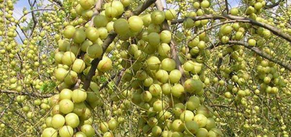 七彩果的功效與作用是什么？如何正確食用七彩果？