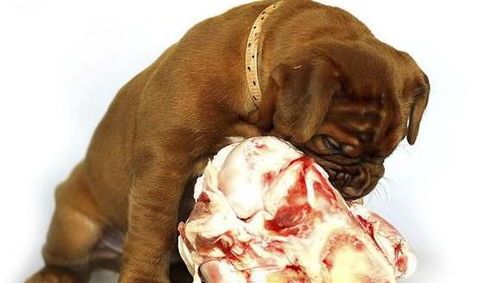 如何治幼犬挑食的方法有哪些【幼犬挑食怎么办?】