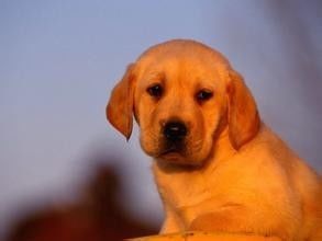 如何治幼犬挑食的方法有哪些【幼犬挑食怎么办?】