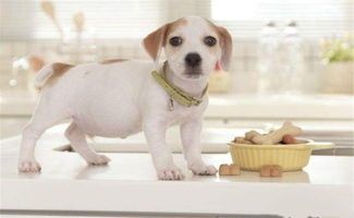 如何治幼犬挑食的方法有哪些【幼犬挑食怎么办?】
