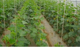 设施黄瓜化肥减量技术示范