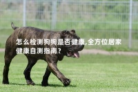 怎么检测狗狗是否健康,全方位居家健康自测指南?