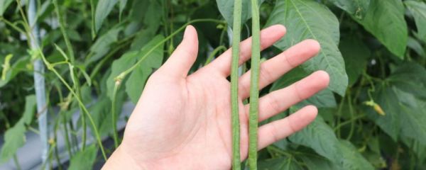 排毒的食物 吃哪些食物有助排毒 排毒的食物有哪些