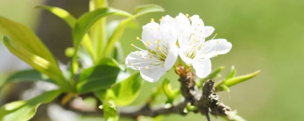 红茶可以祛湿吗 祛湿可以喝红茶吗 红茶的功效与作用