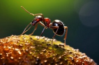 红火蚁有啥危害，如何防治？看看专家怎么说！
