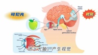 首款小学生专研DHA叶黄素软糖，OCUFACE开创“视力系统保护”3重营养精准护眼