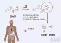 撸一篇健身减脂的营养分配