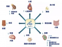 1 亿女性深陷减肥焦虑？科轻乐携手哥伦比亚大学助力女性重塑曲线