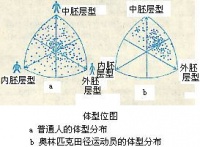 体型
