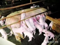 猪场PSY=30，要如何达到？全是干货！