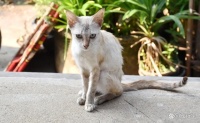 如何判断猫咪偏瘦？猫为什么吃不胖？两个需要解决的问题
