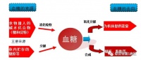 糖尿病●健康宣教