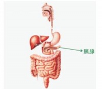 简脂虎是一套完整的健康瘦身饮食方案