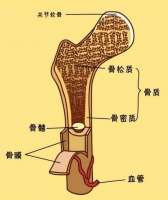 中国骨健康科普指南