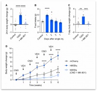 减肥总反弹？原因在大脑！Nature子刊：人群试验显示，肥胖能改变大脑神经元，且不可逆！