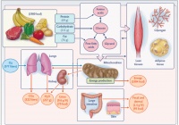 食物即良药！NEJM解读：蛋白质、脂肪、碳水……怎么吃最健康？