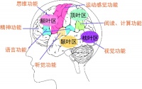 中国康复医学会 科普宣传 认识大脑,促进脑卒中康复