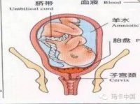 吃胎盘真的有保健奇效？