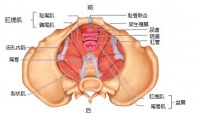 妊娠期及产后排便紊乱知多少