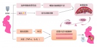 每年超 2,000 万孕妇受高血糖困扰，如何防控妊娠期高血糖不良母儿结局？