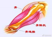 运动康复！运动解剖，动作分析理论