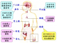 科学网—内分泌失调：定义、病因、临床表现和防治