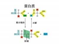 蛋白质从哪里来，有什么作用？