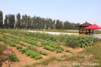 红色果实传递绿色健康——访汉夏中医药养生文化产业园