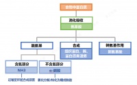 动物蛋白or植物蛋白