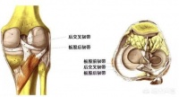 膝盖损伤后，有哪些不损伤膝盖的有氧运动？