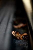 健康养生：家居环境与养生：如何打造健康的生活环境？