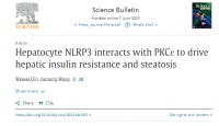 翁建平教授团队揭示肝脏胰岛素抵抗 (IR) 和脂肪变性的新型驱动因子及其调控机制