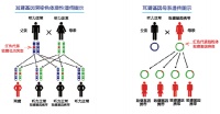 正确认识遗传疾病 别让遗憾“与生俱来”