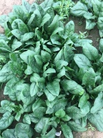 绿色蔬菜：30个方面的健康益处，让你的生活更美好