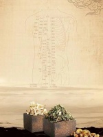 养生之道：提升身心素质，尽享生活之美