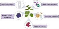 Science：利用植物生产的疫苗和治疗药物，开启分子农业新时代